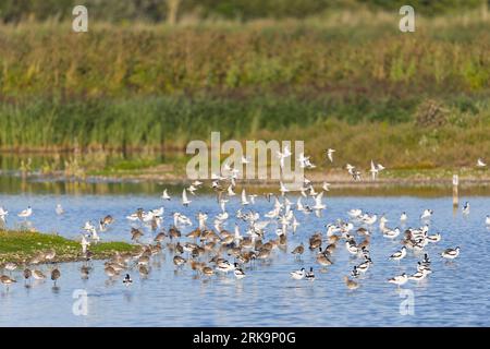 Avocat eurasien, Gowit à queue noire, Ruff pataugeant avec Dunlin, Knot et Little Stint Flying, RSPB Minsmere Reserve, Suffolk, août Banque D'Images