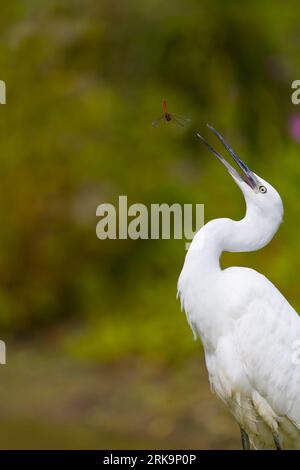 Little egret Egretta garzetta, adult about to catch flying Ruddy darter Sympetrum sanguineum, adult male, Suffolk, England, August Stock Photo