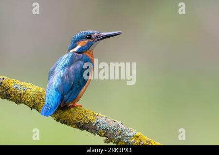 Martin-pêcheur juvénile eurasien (Alcedo atthis) assis sur une perche de pêche au soleil. Banque D'Images
