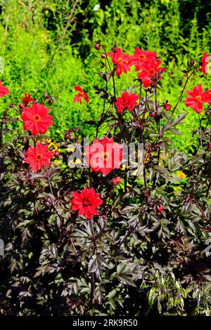 Évêque de Llandaff dahlias rouges au feuillage foncé, Cardiff, Royaume-Uni. Prise en août 2023 Banque D'Images