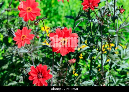 Évêque de Llandaff dahlias rouges au feuillage foncé, Cardiff, Royaume-Uni. Prise en août 2023 Banque D'Images