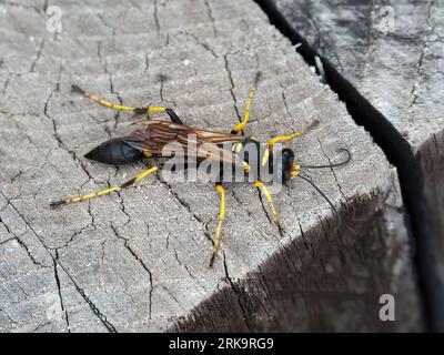 Guêpe dauber à pattes jaunes, dauber à boue noire et jaune, Sceliphron cementarium, feketenyelű lopódarázs, Budapest, Hongrie, Magyarország, Europe Banque D'Images