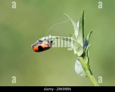 fourmi bag Beetle, Clytra laeviuscula, fűzfa-zsákhordóbogár, Budapest, Hongrie, Magyarorszár, Europe Banque D'Images