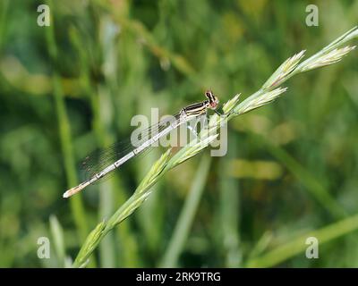 Damselfly à pattes blanches, Blaue Federlibelle, Pennipatte bleuâtre, Platycnemis pennipes, széleslábú szitakötő, Budapest, Hongrie, Magyarország, Europe Banque D'Images