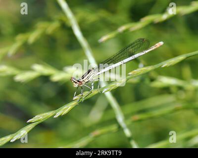 Damselfly à pattes blanches, Blaue Federlibelle, Pennipatte bleuâtre, Platycnemis pennipes, széleslábú szitakötő, Budapest, Hongrie, Magyarország, Europe Banque D'Images