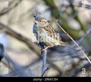 Le moineau domestique (passer domesticus) est assis sur une branche dans la nature Banque D'Images