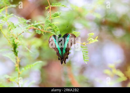 Papillon à queue d'aronde émeraude 'Papilio palinurus' avec des ailes vert vif sur fougère. Egalement « paon vert » ou « paon émeraude ». Dublin, Irlande Banque D'Images