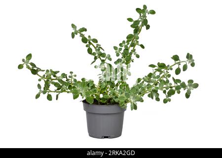 Plante en pot 'Helicrysum Petiolare' sur fond blanc Banque D'Images