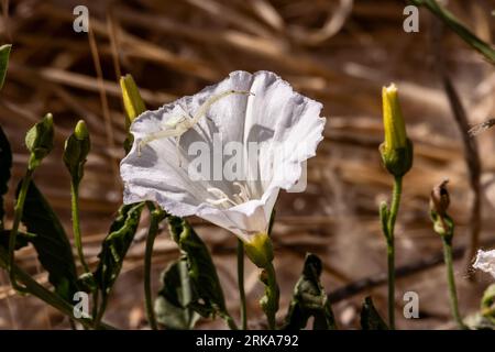 Une araignée de crabe de fleur (Misumena vatia) attend en embuscade sur une fleur de gloire du matin Banque D'Images