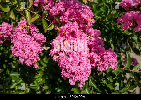 Lagerstroemia indica en fleur. Belles fleurs roses sur l'arbre de myrte Сrape sur fond vert flou. Mise au point sélective. Banque D'Images