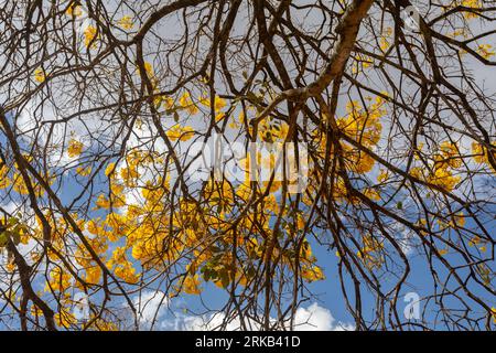 Natural Blooming Golden Trumpet Tree (en portugais : IPE Amarelo ; nom scientifique : Tabebuia chrysotricha ou Handroantus chrysotrichus). Banque D'Images