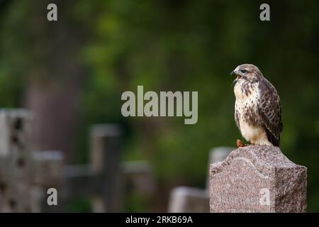 Buzzard perché sur la pierre tombale dans le cimetière Banque D'Images