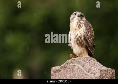 Buzzard perché sur la pierre tombale dans le cimetière Banque D'Images