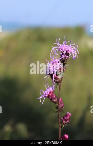 Prairie Blazing Star au parc d'État Illinois Beach à Zion, Illinois Banque D'Images