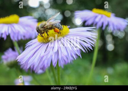 Abeille collectant le nectar de belle fleur à l'extérieur, gros plan Banque D'Images