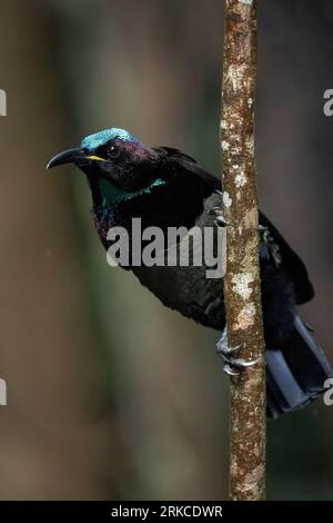 Un magnifique oiseau-rivet mâle du Victoria est perché verticalement sur une mince petite forêt tropicale à la recherche de nourriture. Banque D'Images