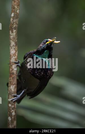 Un magnifique oiseau-rivet mâle de Victoria est perché verticalement sur un petit tronc de gaucher de forêt tropicale tenant un usé dans son bec. Banque D'Images