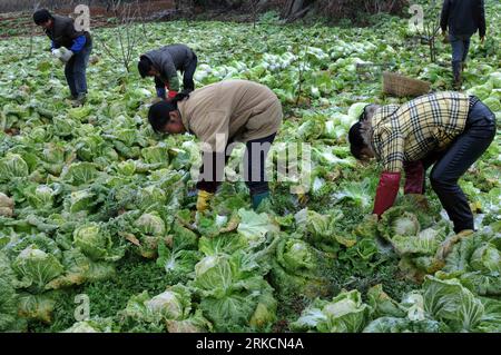 Bildnummer : 54783468 Datum : 04.01.2011 Copyright : imago/Xinhua (110104) -- GUIYANG, 4 janvier 2011 (Xinhua) -- des agriculteurs cueillirent des choux chinois dans un champ à Guiyang, capitale de la province du Guizhou du sud-ouest de la Chine, 4 janvier 2011. Les prix des légumes à Guiyang ont bondi au cours des trois derniers jours, de nombreux camions de livraison étant bloqués sur les routes glacées en raison du temps glacial. Le gouvernement de Guiyang se précipite pour cueillir et acheter plus de légumes dans les villages voisins et donner la priorité aux camions livrant des légumes pour freiner la hausse des prix des légumes. (Xinhua/Qin Gang) (wyo) CHINE-GUIZHOU-APPROVISIONNEMENT EN LÉGUMES (CN) Banque D'Images