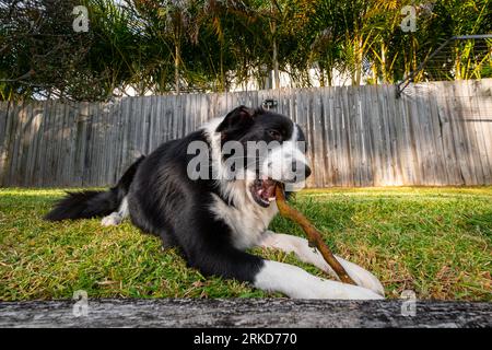 Mignon chiot Border Collie allongé sur une herbe et mâchant sur un petit bâton en bois Banque D'Images