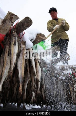 Bildnummer : 54927726 Datum : 19.02.2011 Copyright : imago/Xinhua (110219) -- PYEONGCHANG, 19 février 2011 (Xinhua) -- Un ouvrier sud-coréen balaye la neige dans une usine de Hwangtae (lieu jaune séché) à Pyeongchang, province de Gangwon en Corée du Sud, le 19 février 2011. Hwangtae présente des saveurs uniques mûries dans les vents extrêmement froids et la neige en hiver à Pyeongchang. C'est un aliment préféré des Coréens depuis des siècles.(Xinhua/Park Jin Hee) (msq) SOUTH KOREA-HWANGTAE PUBLICATIONxNOTxINxCHN Wirtschaft kbdig xkg 2011 hoch o0 Fisch, getrocknet, Trocknung, Lagerung, Trocknung, Dorsch, Fischerei, hiver Banque D'Images