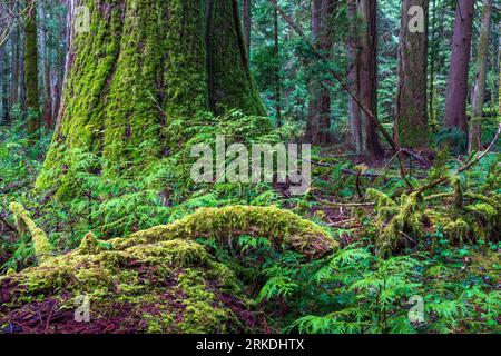 Scène de forêt tropicale dans le parc régional Francis King, île de Vancouver, Colombie-Britannique, Canada. Banque D'Images