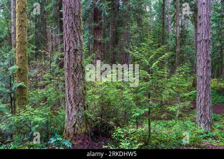 Scène de forêt tropicale dans le parc régional Francis King, île de Vancouver, Colombie-Britannique, Canada. Banque D'Images