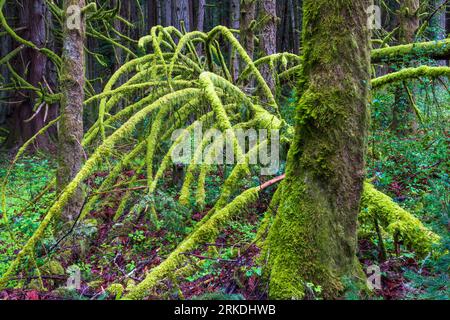 Scène de forêt tropicale dans le parc régional Francis King, île de Vancouver, Colombie-Britannique, Canada. Banque D'Images