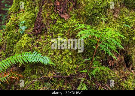 Scène de forêt tropicale dans le parc régional Francis King, île de Vancouver, Colombie-Britannique, Canada. Banque D'Images
