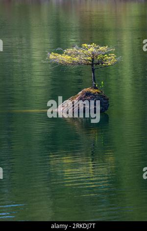 Un minuscule sapin Douglas poussant sur une bûche dans Fairy Lake près de Port Renfrew, île de Vancouver, Colombie-Britannique, Canada. Banque D'Images