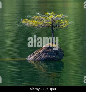 Un minuscule sapin Douglas poussant sur une bûche dans Fairy Lake près de Port Renfrew, île de Vancouver, Colombie-Britannique, Canada. Banque D'Images