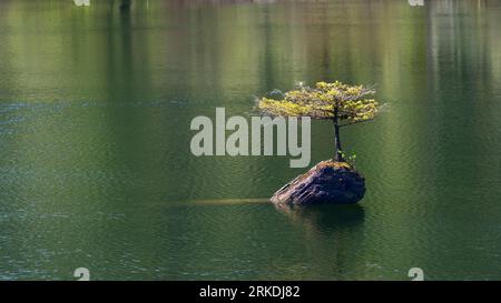 Un minuscule sapin Douglas poussant sur une bûche dans Fairy Lake près de Port Renfrew, île de Vancouver, Colombie-Britannique, Canada. Banque D'Images