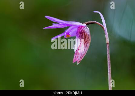 L'orchidée de Calypso bulbosa fleurit dans le parc régional East Sooke, île de Vancouver, Colombie-Britannique, Canada. Banque D'Images