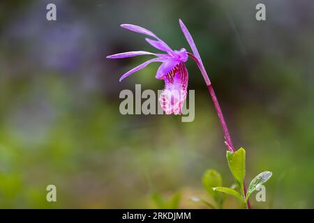 L'orchidée de Calypso bulbosa fleurit dans le parc régional East Sooke, île de Vancouver, Colombie-Britannique, Canada. Banque D'Images