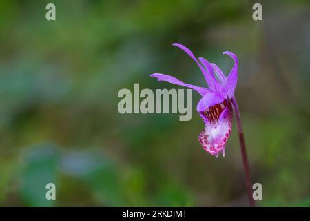 L'orchidée de Calypso bulbosa fleurit dans le parc régional East Sooke, île de Vancouver, Colombie-Britannique, Canada. Banque D'Images