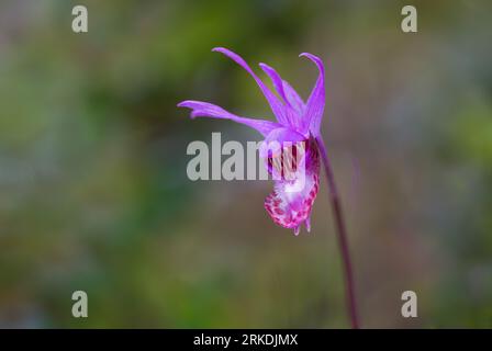 L'orchidée de Calypso bulbosa fleurit dans le parc régional East Sooke, île de Vancouver, Colombie-Britannique, Canada. Banque D'Images