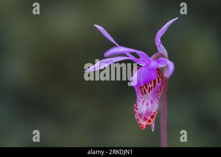 L'orchidée sauvage Calypso bulbosa dans le parc régional Frances King, île de Vancouver, Colombie-Britannique, Canada. Banque D'Images