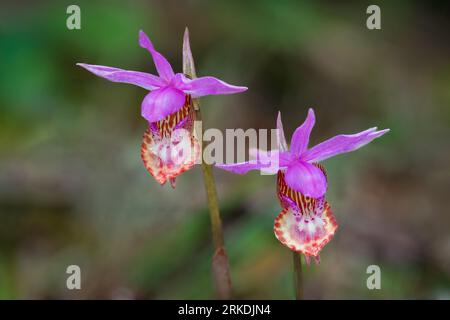 L'orchidée de Calypso bulbosa fleurit dans le parc régional East Sooke, île de Vancouver, Colombie-Britannique, Canada. Banque D'Images