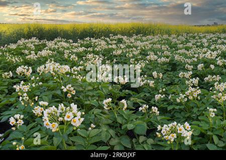 Un champ de pommes de terre en fleurs blanches au coucher du soleil près de Winkler, Manitoba, Canada. Banque D'Images