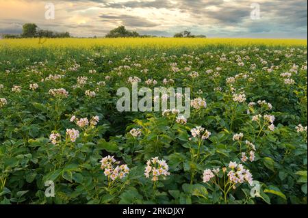 Un champ de pommes de terre en fleurs blanches au coucher du soleil près de Winkler, Manitoba, Canada. Banque D'Images