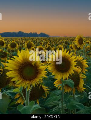 Un champ de tournesols au coucher du soleil près de Plum Coulee, Manitoba, Canada. Banque D'Images