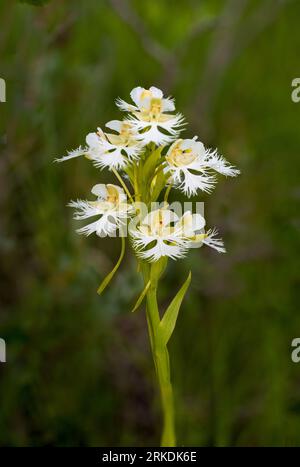L'orchidée frangée des Prairies de l'Ouest fleurissant dans la réserve de prairie de Tall Grass près de Stuartburn, Manitoba, Canada. Banque D'Images