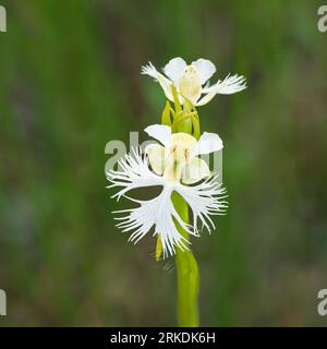 L'orchidée frangée des Prairies de l'Ouest fleurissant dans la réserve de prairie de Tall Grass près de Stuartburn, Manitoba, Canada. Banque D'Images