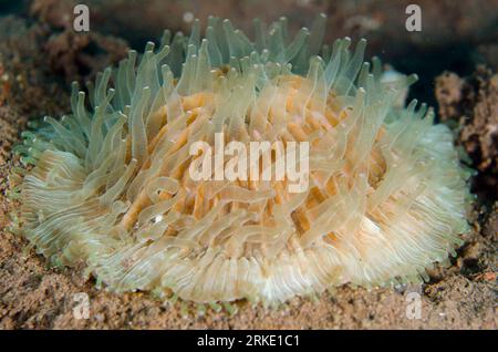 Disque Coral, Fungia sp, avec polypes sur sable noir, site de plongée Dropoff, Tulamben, Karangasem, Bali, Indonésie Banque D'Images