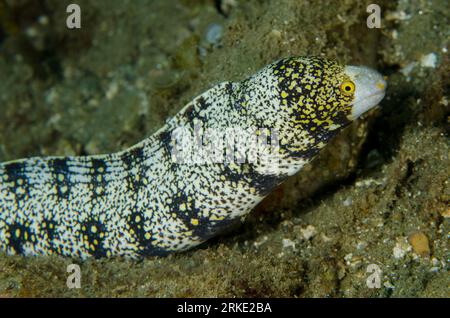 Flocon de neige Moray Eel, Echidna nebulosa, site de plongée de Laha, Ambon, Maluku, mer de Banda, Indonésie Banque D'Images