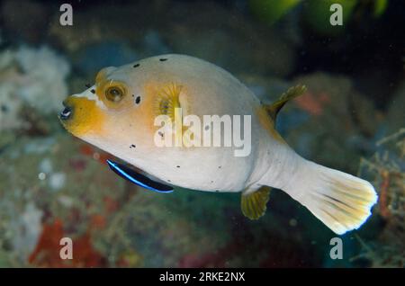 Blackspotted Puffer, Arothron nigropunctatus, en cours de nettoyage par Bluestreak Cleaner Wrasse, Labroides dimidiatus, site de plongée Air Manis, Ambon, Maluku, Ba Banque D'Images