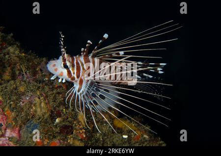 Spotfin Lionfish, Pterois antennata, site de plongée Maulana Jetty, Banda Neira, Maluku, mer de Banda, Indonésie Banque D'Images
