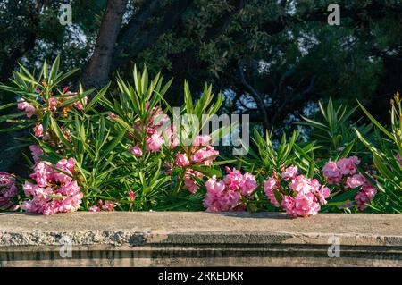 Fleurs roses à têtes multiples fleurissant à l'extérieur au bord de la mer Méditerranée Banque D'Images