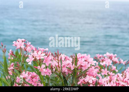 Fleurs roses à têtes multiples fleurissant à l'extérieur au bord de la mer Méditerranée Banque D'Images