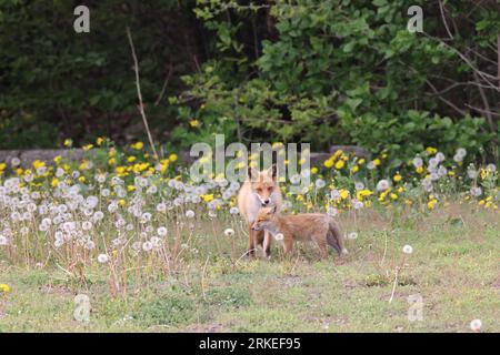 Ezo renard rouge avec oursons Hokkaido, Japon Banque D'Images