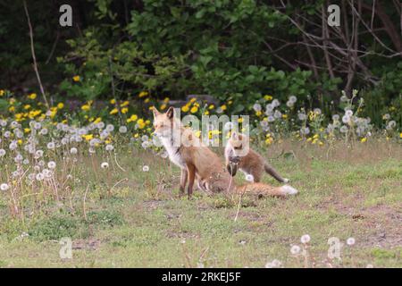 Ezo renard rouge avec oursons Hokkaido, Japon Banque D'Images
